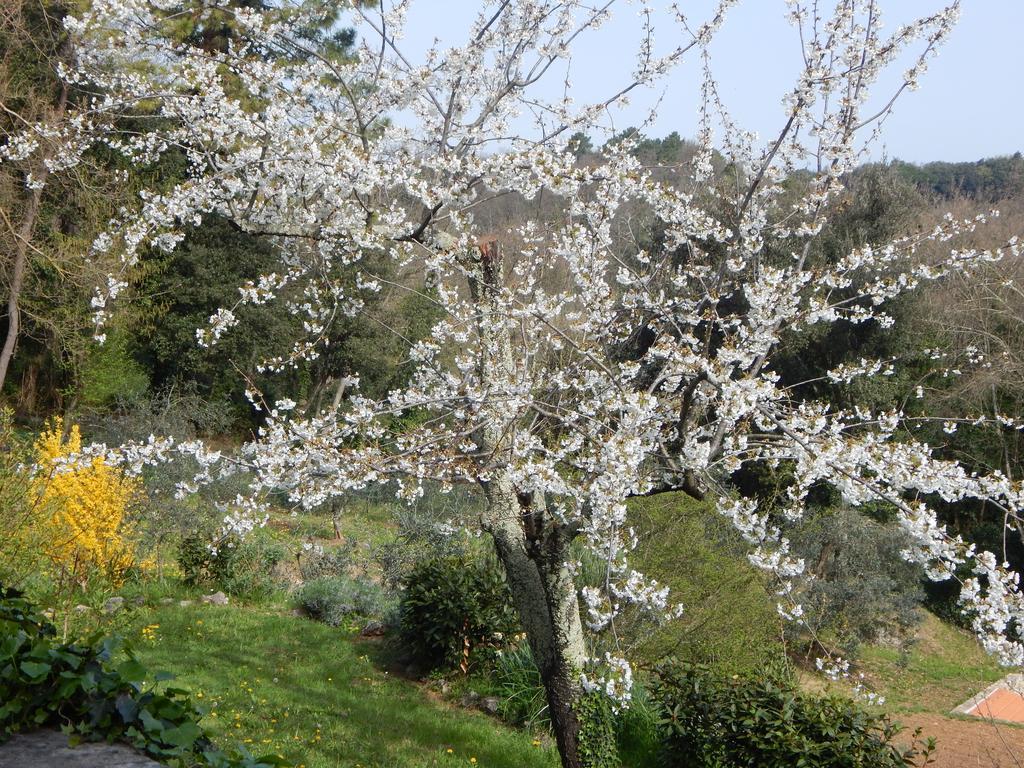 Bed and Breakfast I Lecci Lerici Exterior foto